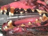 tandsteen aandoening ziek hond honden dierenarts tanden gebit