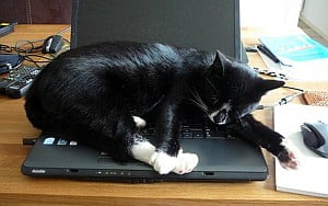 poes kat op laptop