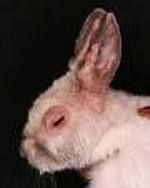 konijnenziekten konijnenziektes Konijn ziek aandoening dierenarts konijntje konijnen myxo matose myxomatose